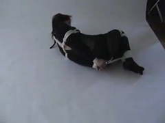 LovelyClips presents: Hogtied in catsuit